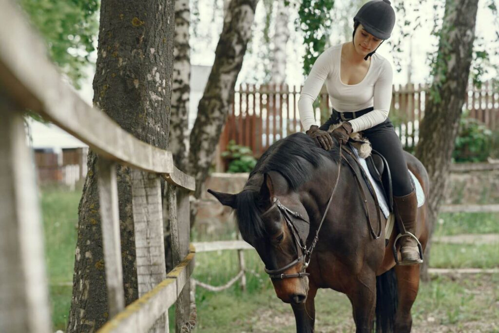 équitation